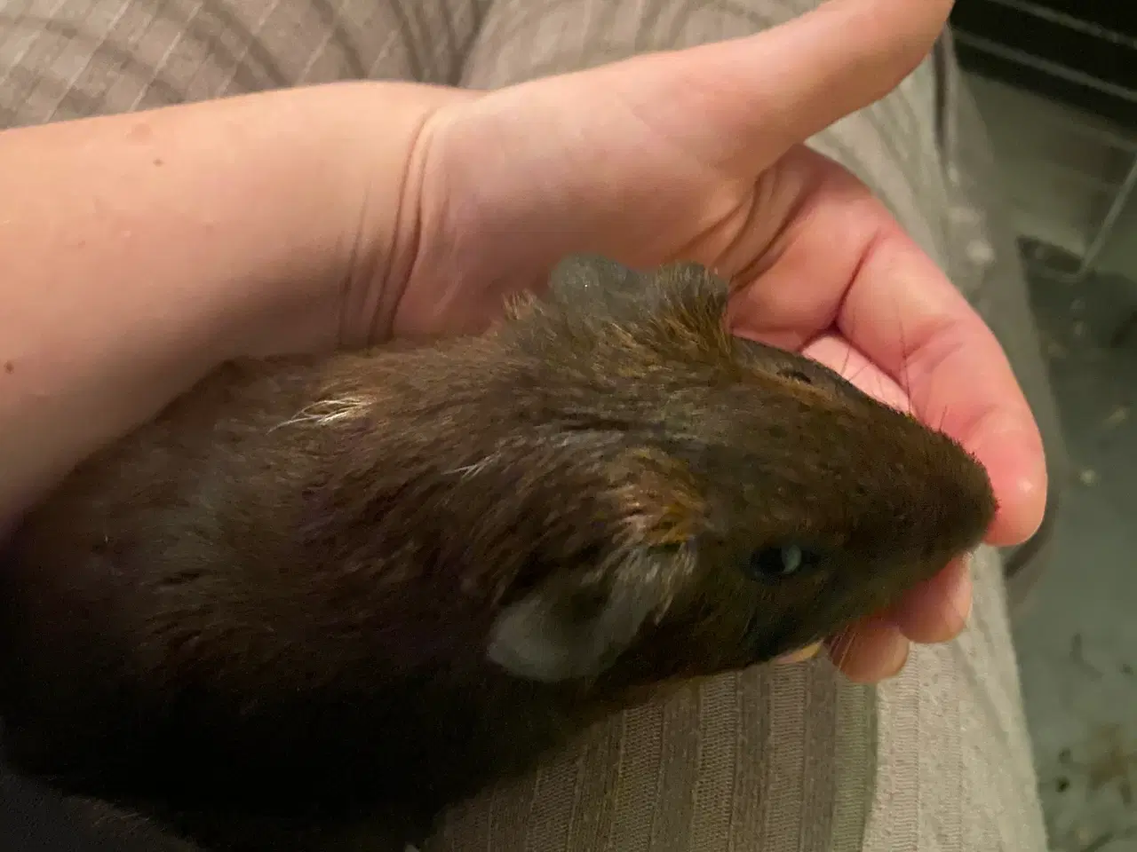 Billede 3 - Marsvin Han unge