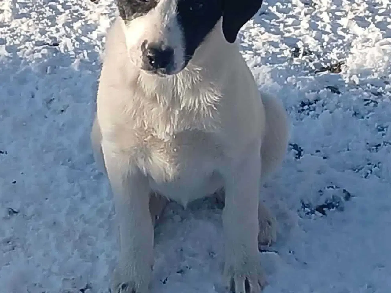 Billede 4 - Skønneste Muriel søger sin egen familie