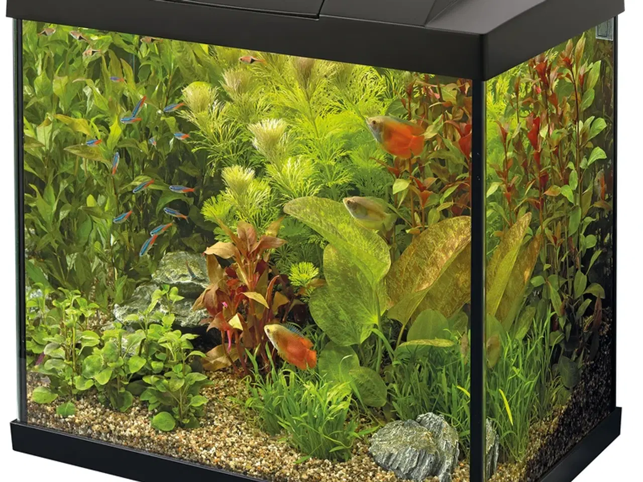Billede 1 - SuperFish Start 30 Tropical akvariestartsæt – 25 L