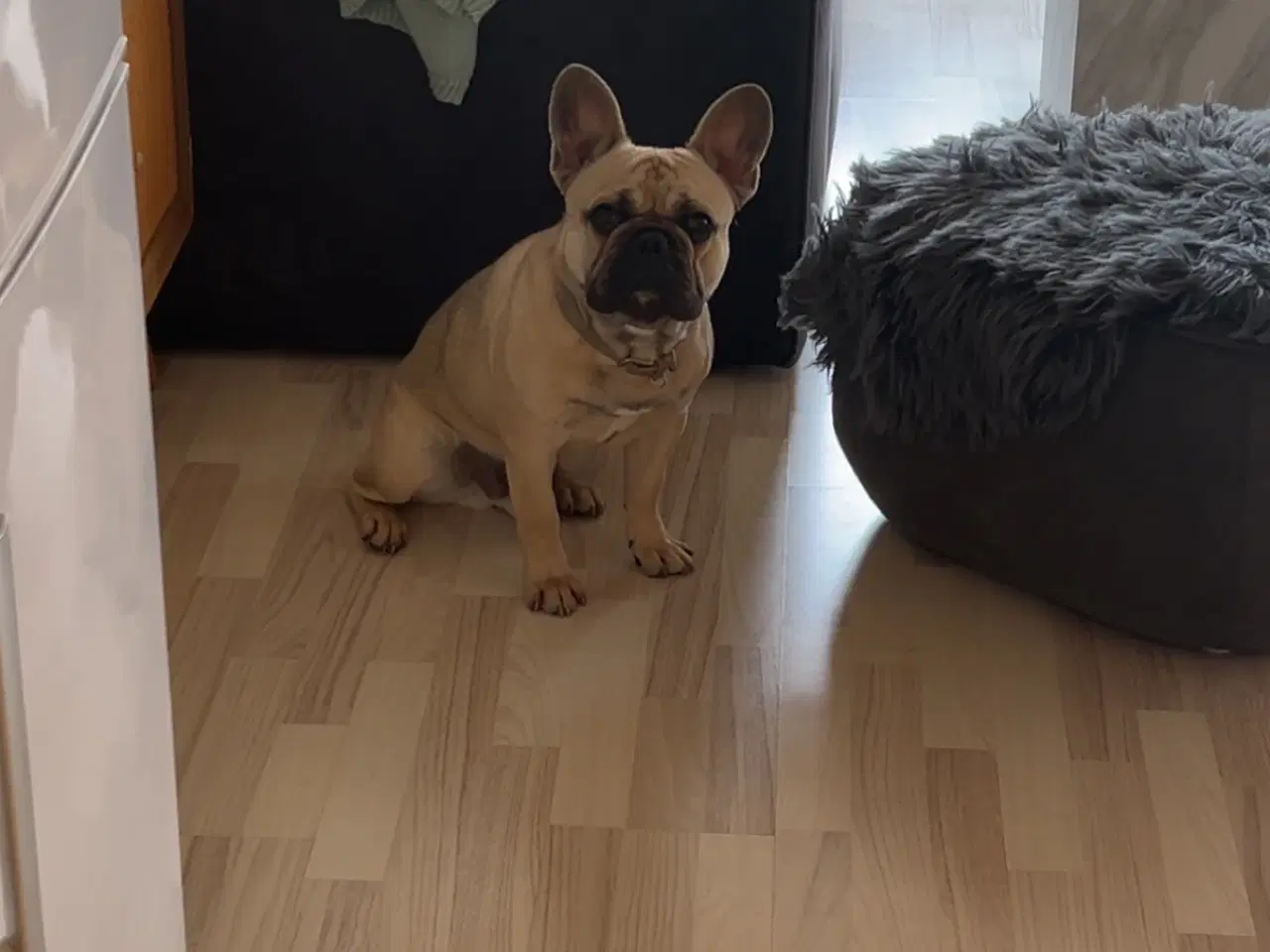 Billede 2 - Fransk bulldog 