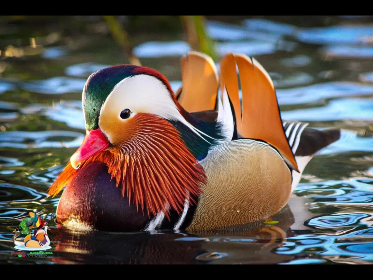 Billede 2 - Gul mandarinand og 