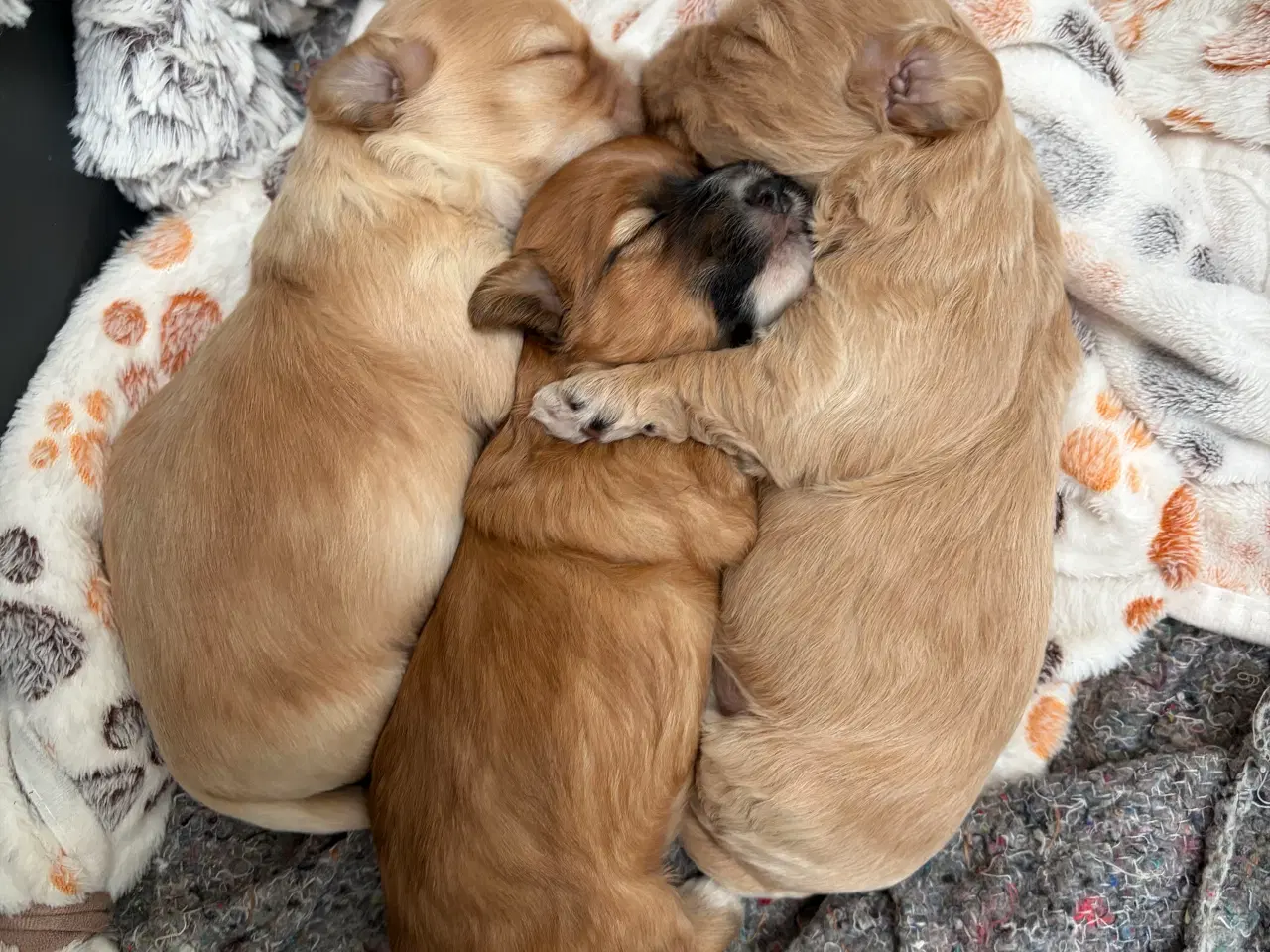 Billede 6 - Bichon havanise og Coton de Tulear blanding 