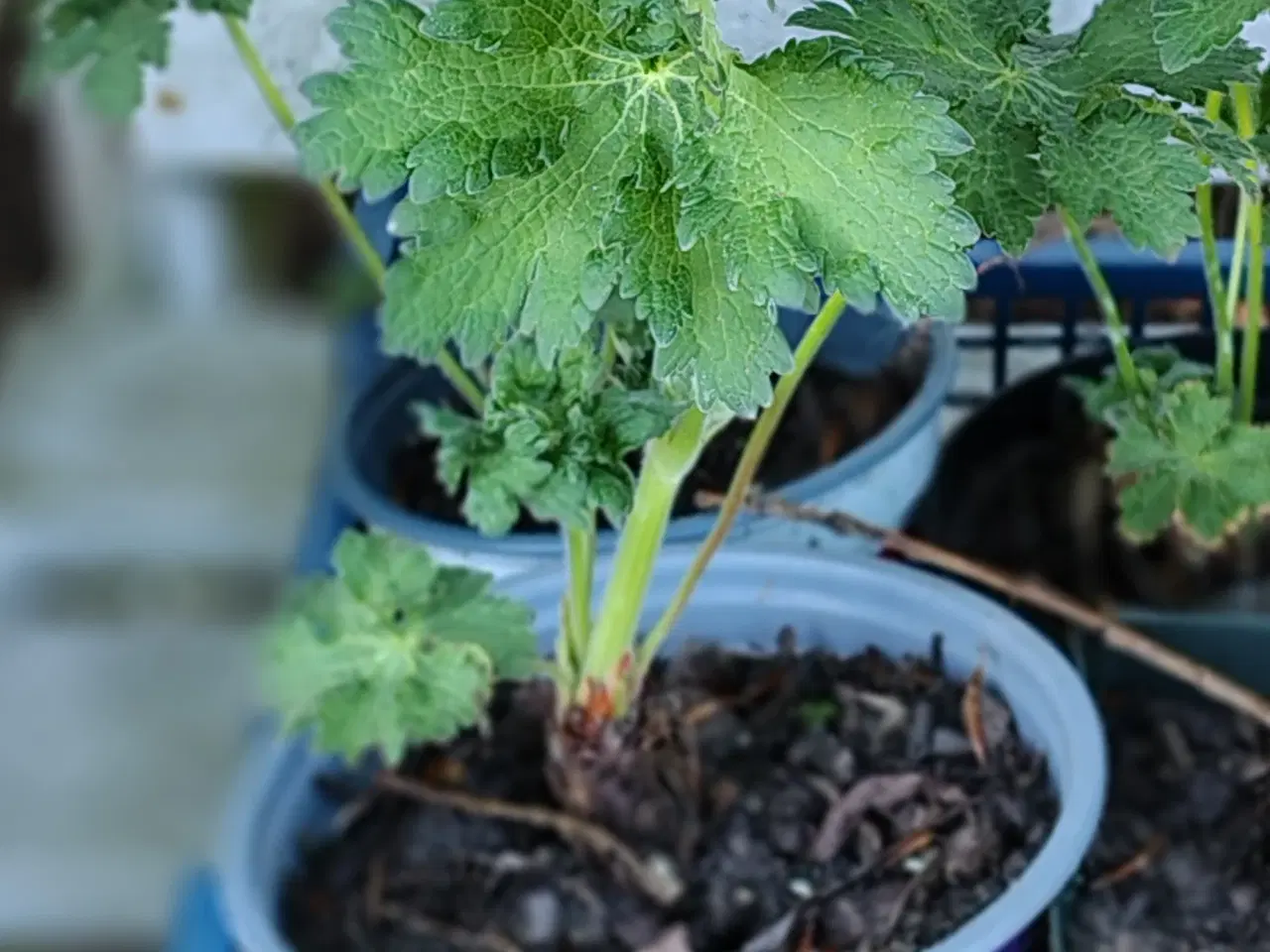 Billede 3 - Lilla geranium i potte 