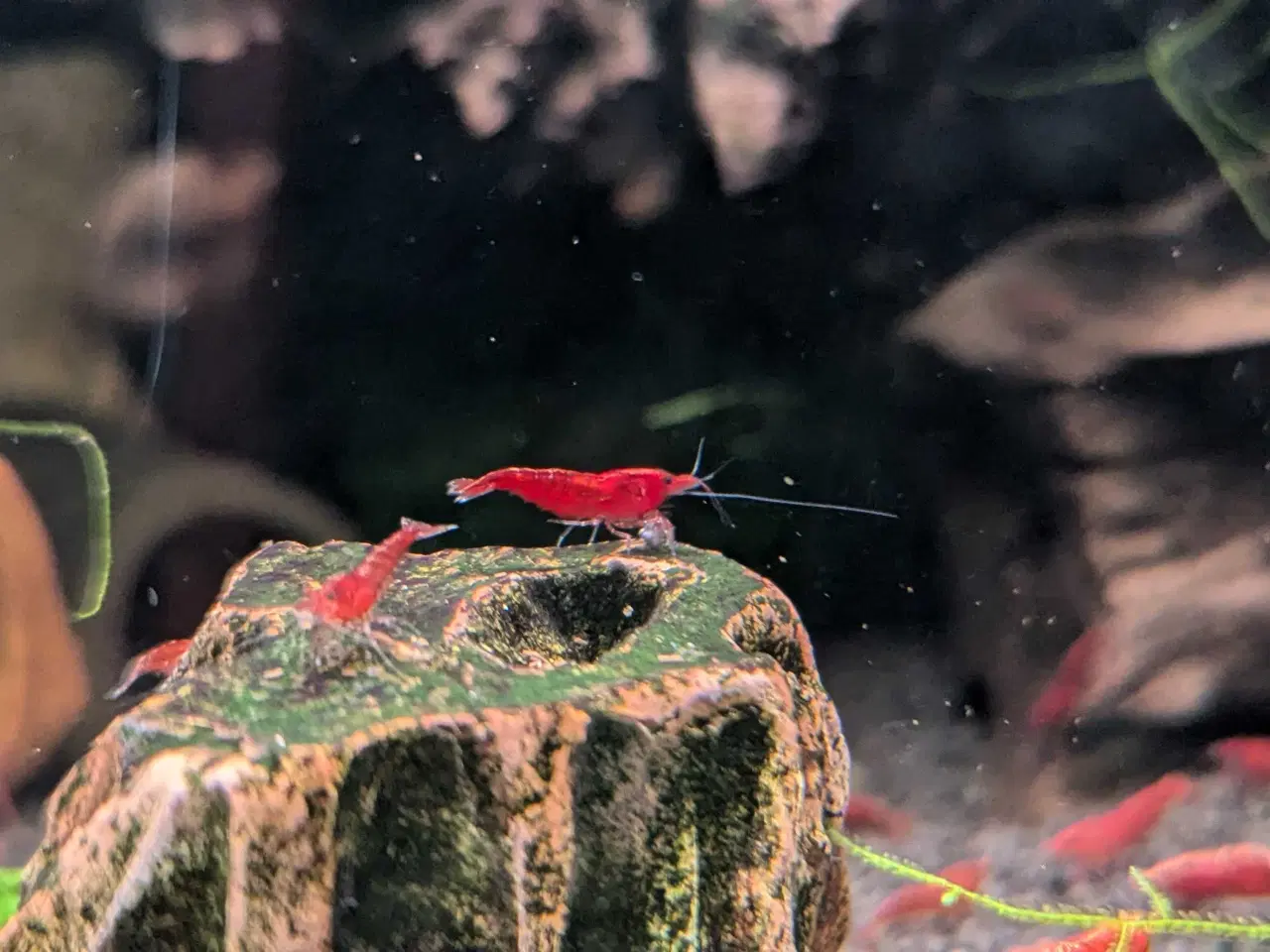 Billede 1 - Neocaridina Davidii, Fire Red rejer.