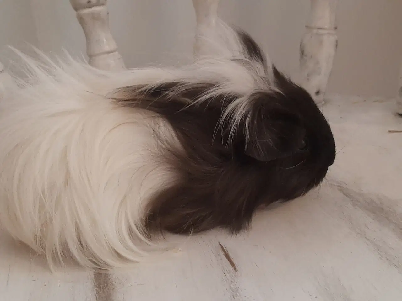 Billede 4 - Marsvin🦁 unger langhåret og korthåret