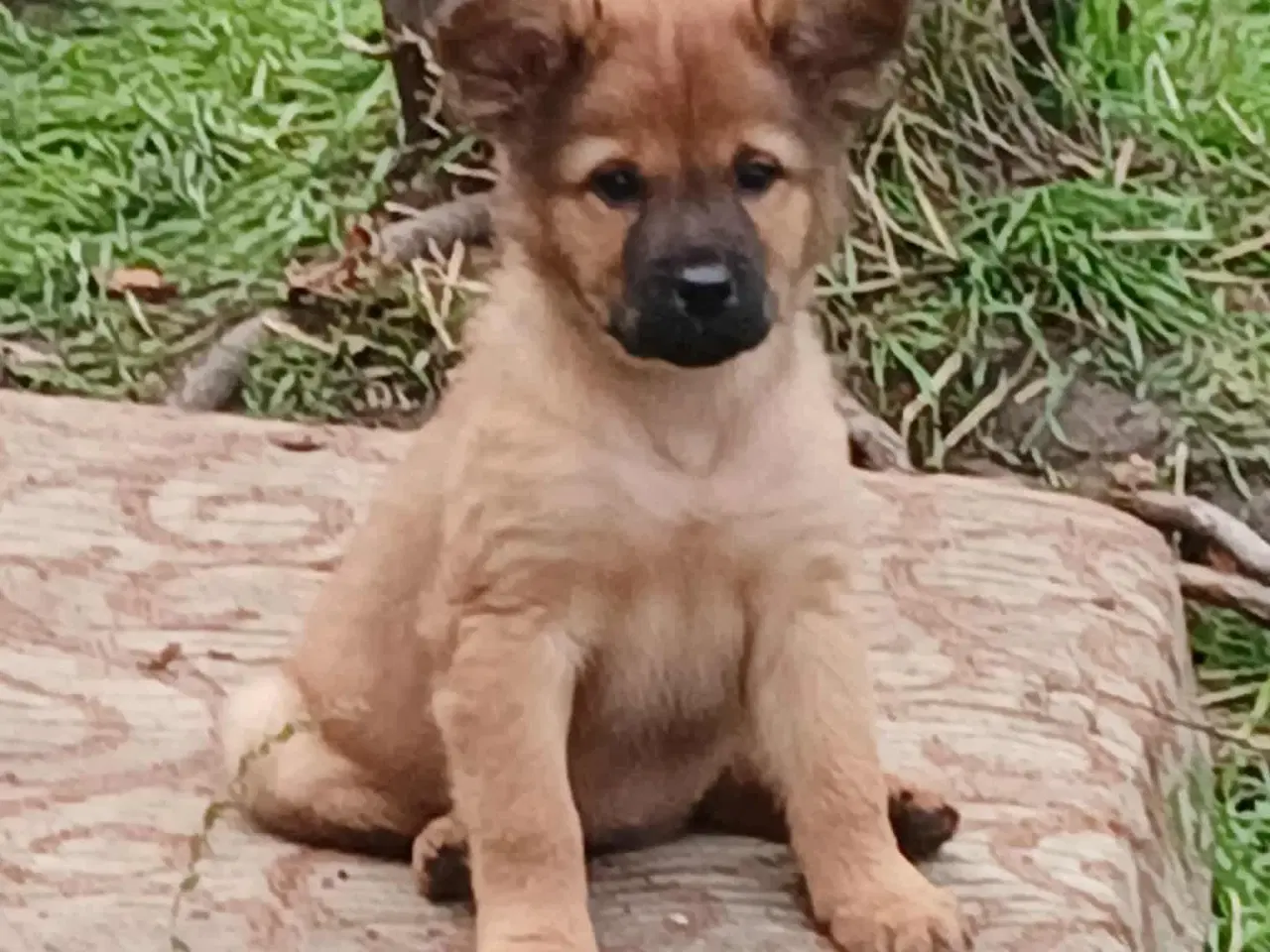 Billede 8 - Lille Rie leder efter sit 4-ever hjem 🏡