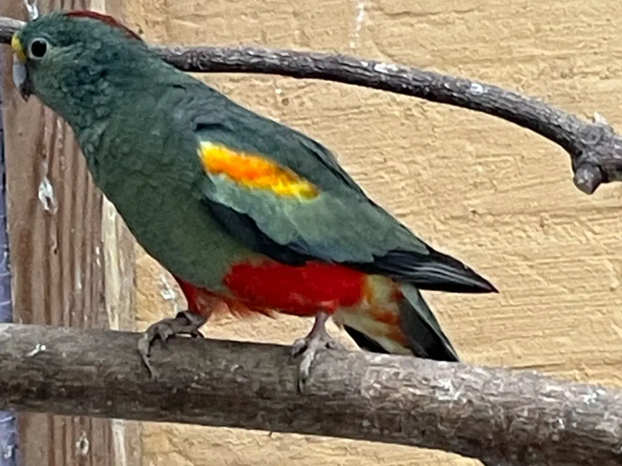 Billede 3 - Mangefarvede i grågrøn mutation 