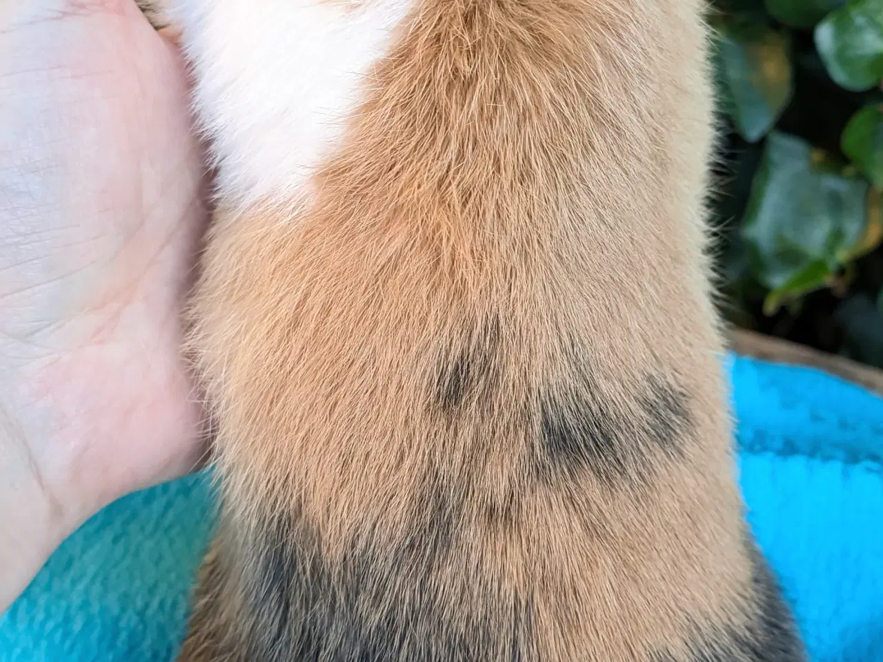 Billede 4 - Hermelin kaninunge sælges