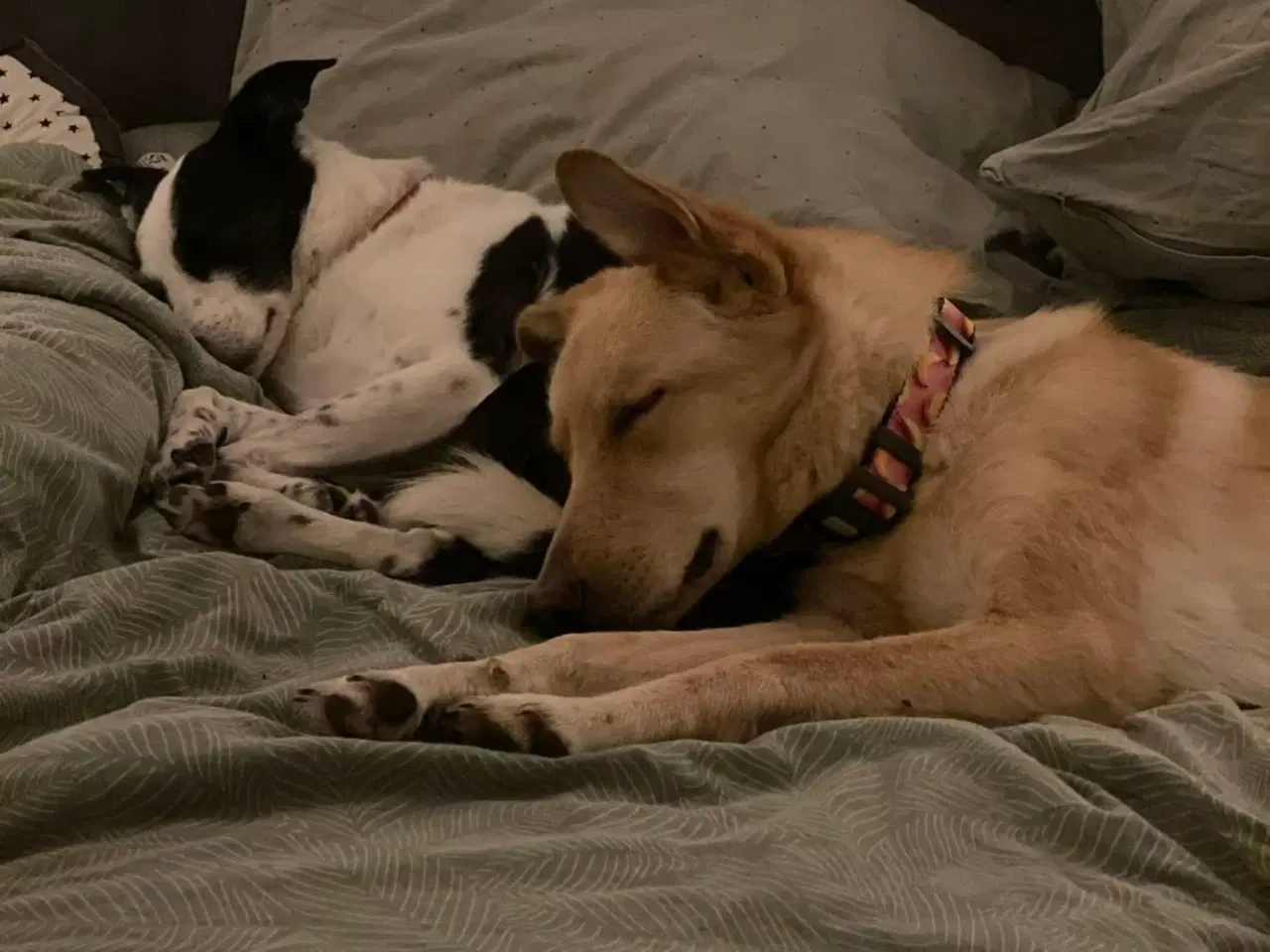 Billede 4 - Smukke Daisy søger familie