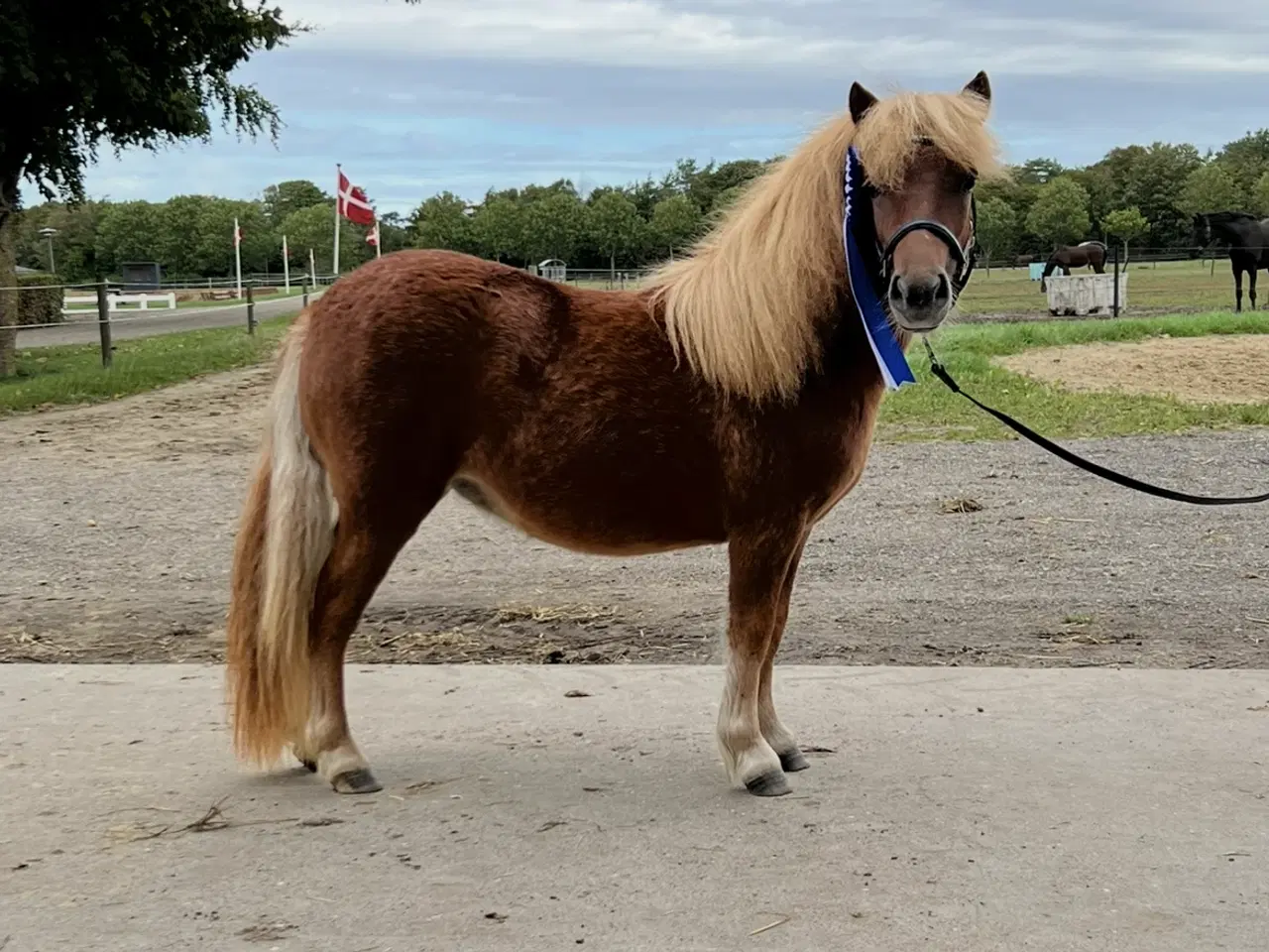 Billede 1 - Shetlænder hoppe