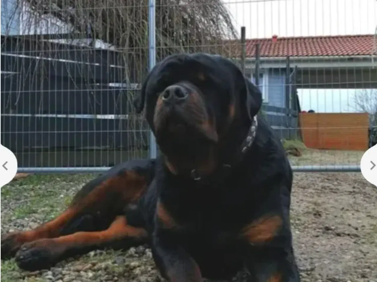 Billede 4 - 5 mdr rottweiler hanner af den gl tunge type