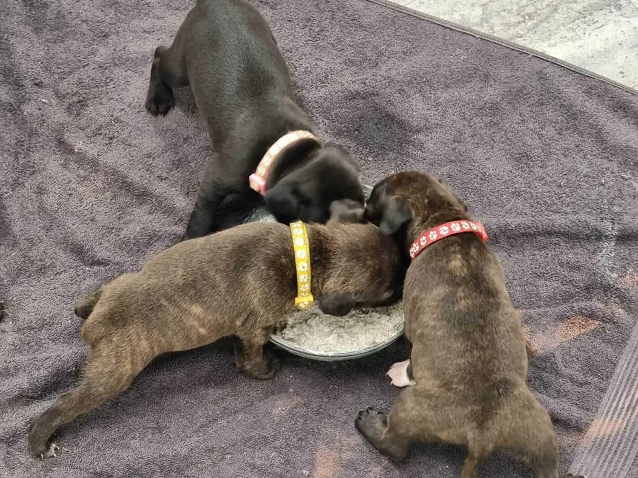 Billede 6 - Engelsk staffordshire Bull terrie hvalpe 