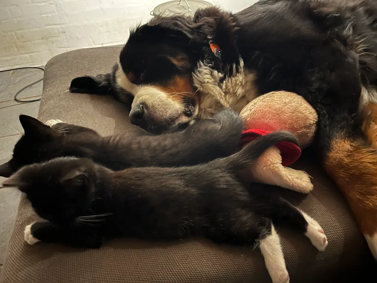 Billede 5 - Han-killing, Maine Coon-blanding 