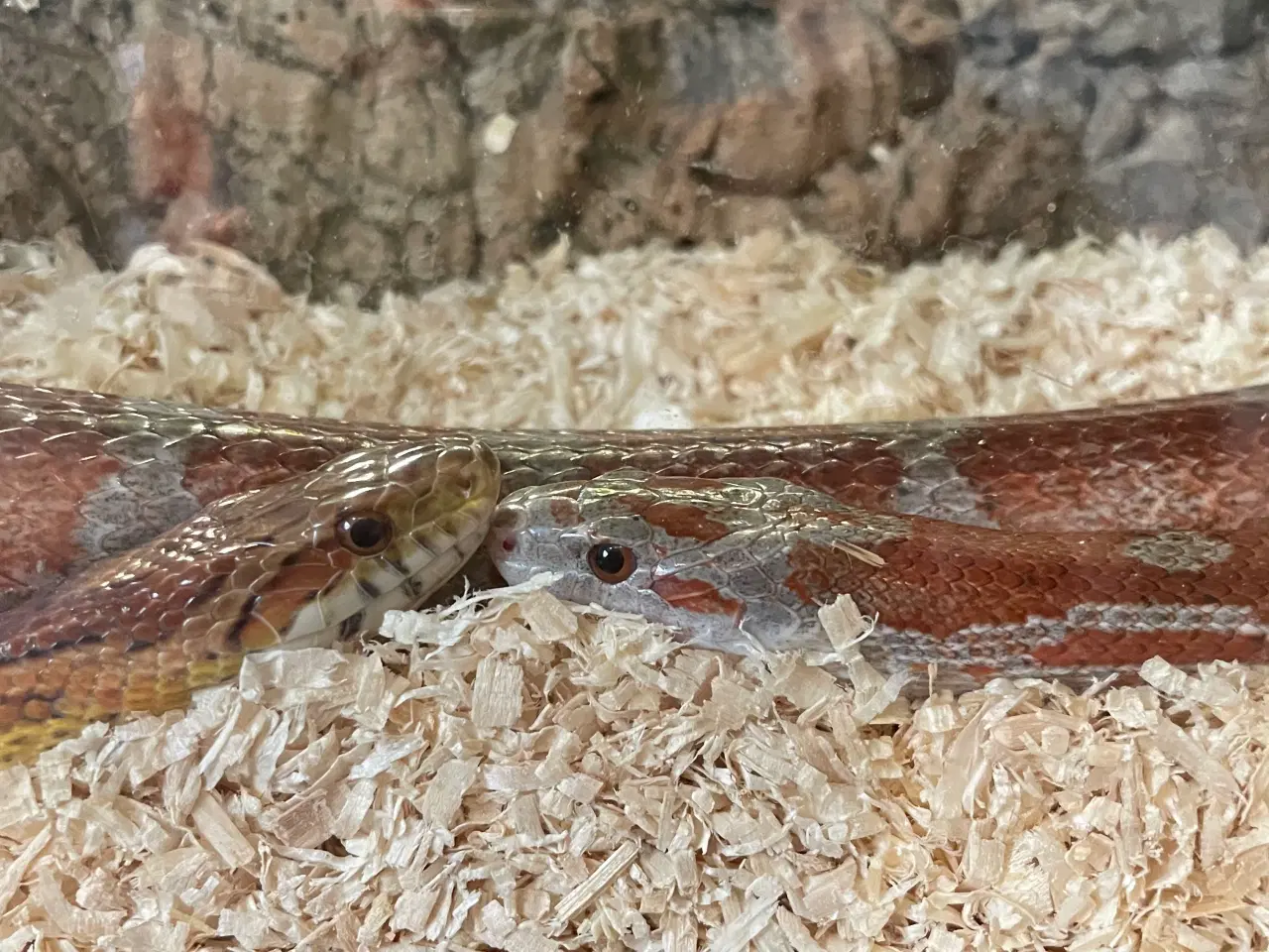 Billede 5 - Terrarie inkl indhold