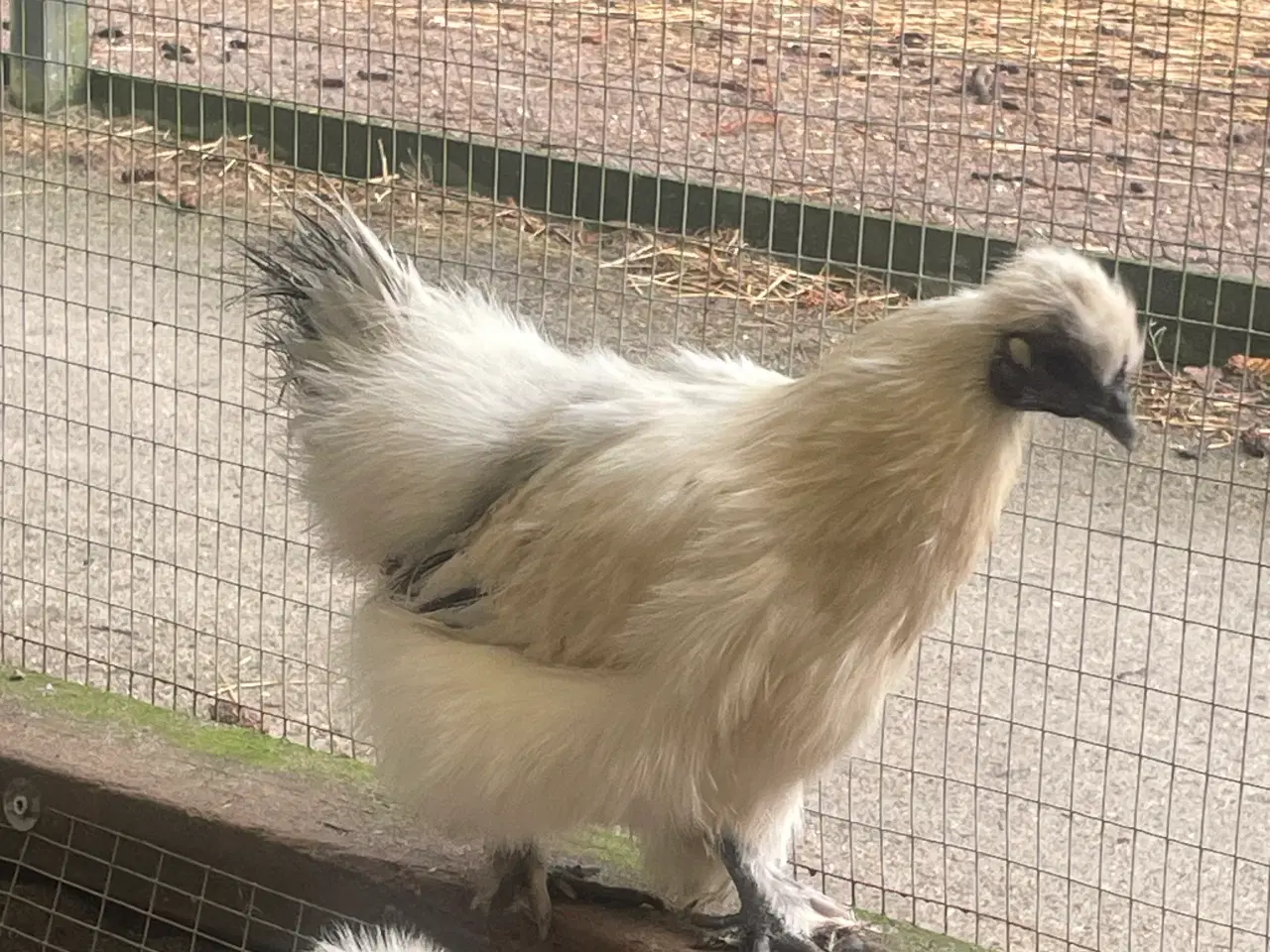 Billede 3 - Silkehøns dværgrace