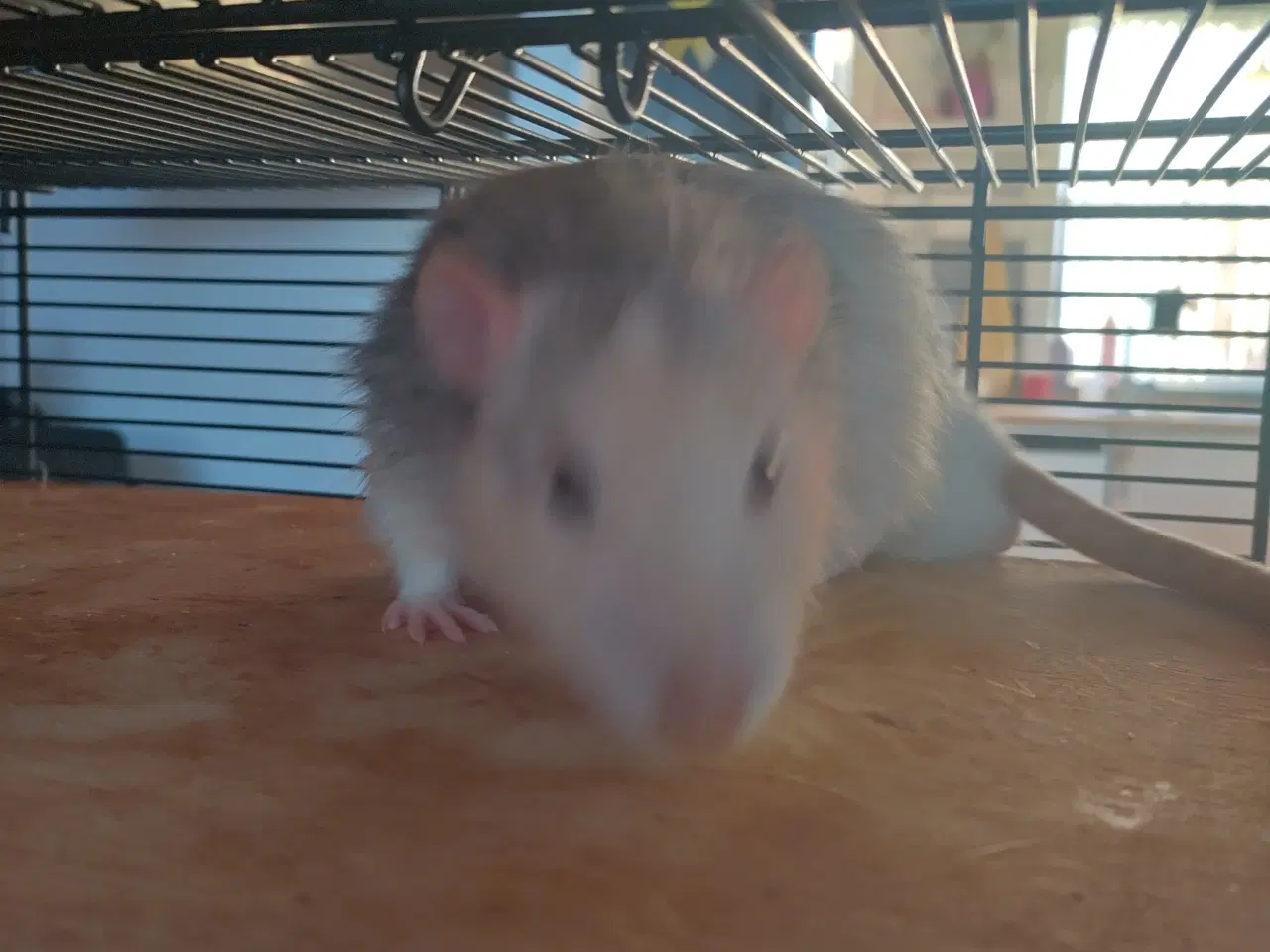 Billede 8 - Tamrotter (4 Drenge),(2 Piger)