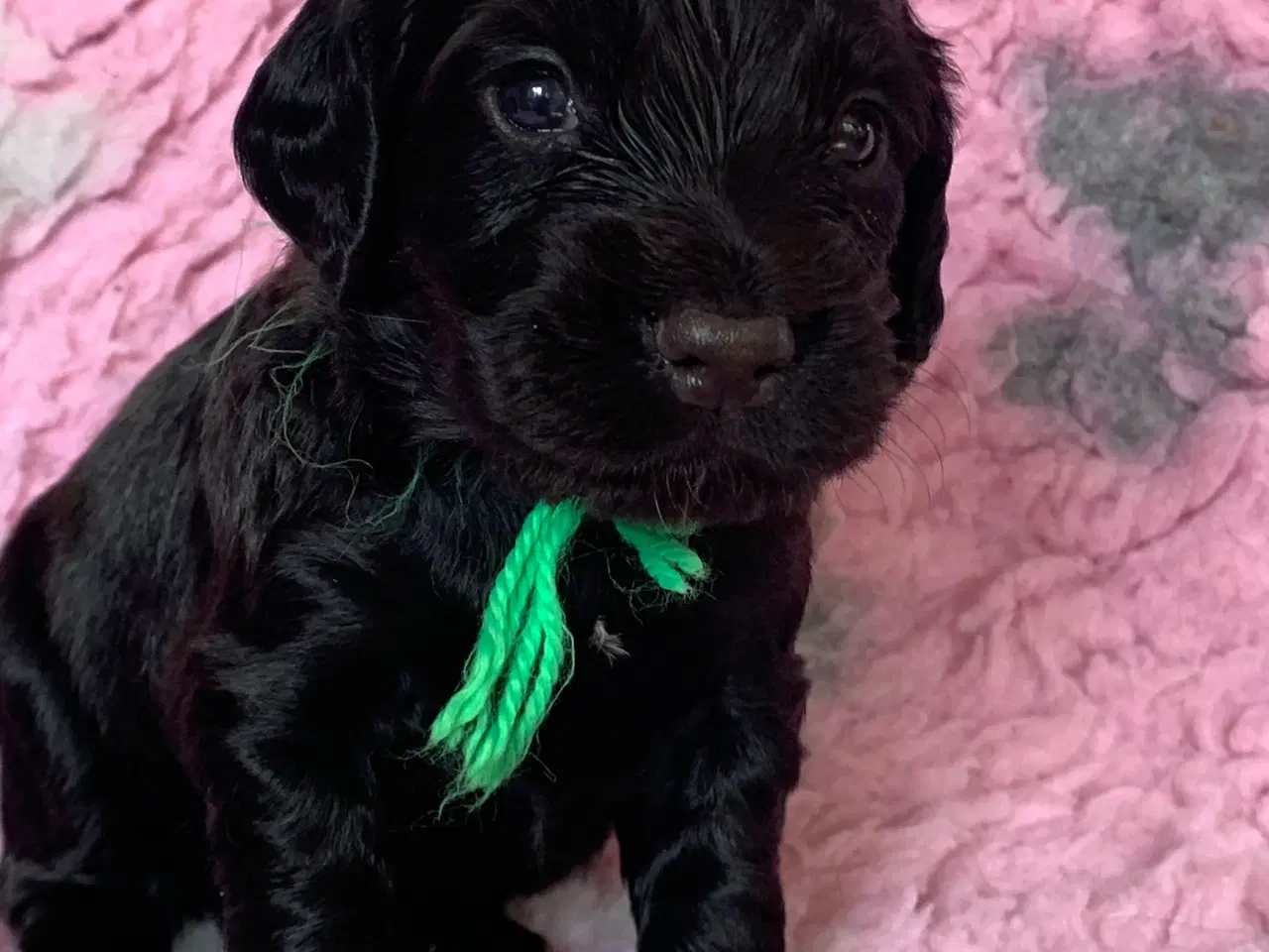 Billede 4 - FT Cocker Spaniel hvalpe