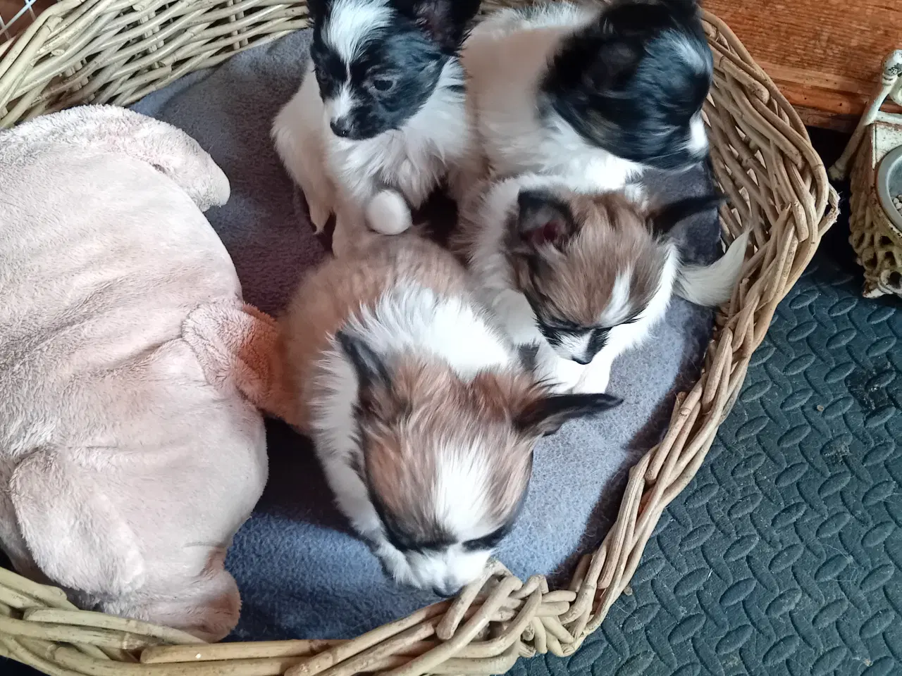 Billede 2 - Papillon hvalpe