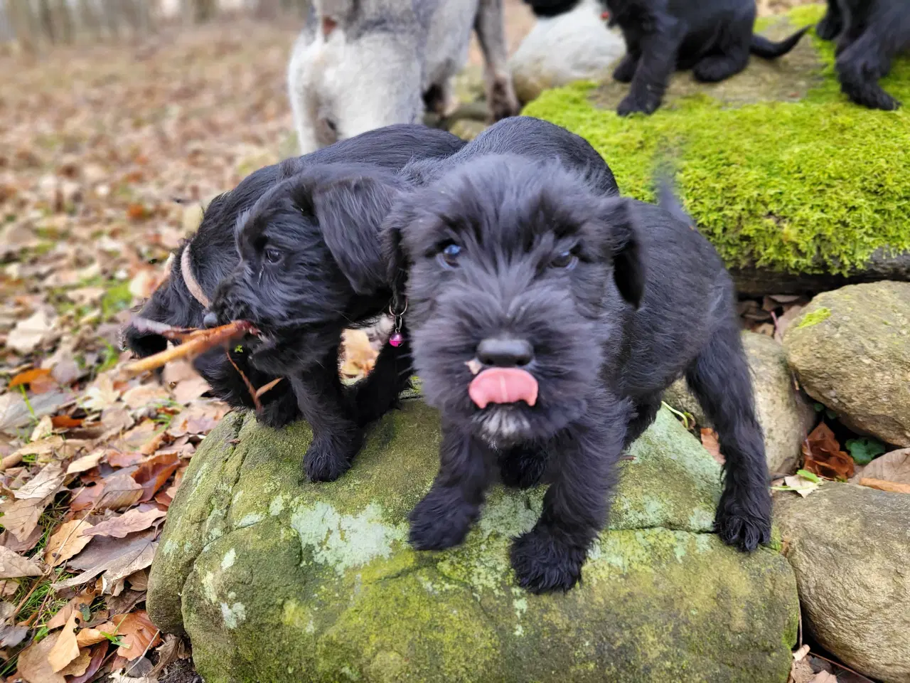 Billede 1 - Mellem schnauzer hvalpe