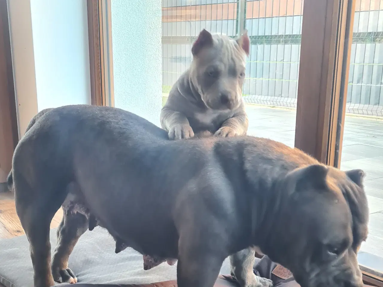 Billede 13 - American Bully pocket 