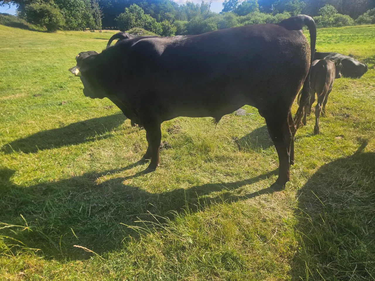 Billede 2 - Wagyu tyr med stamtavle