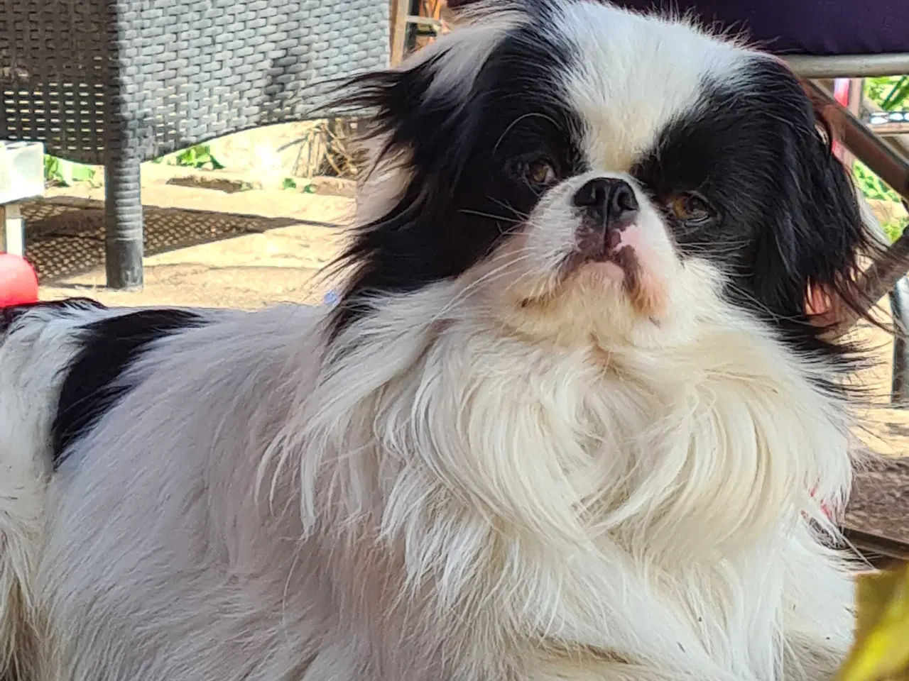 Billede 11 - Japanese chin hvalpe 