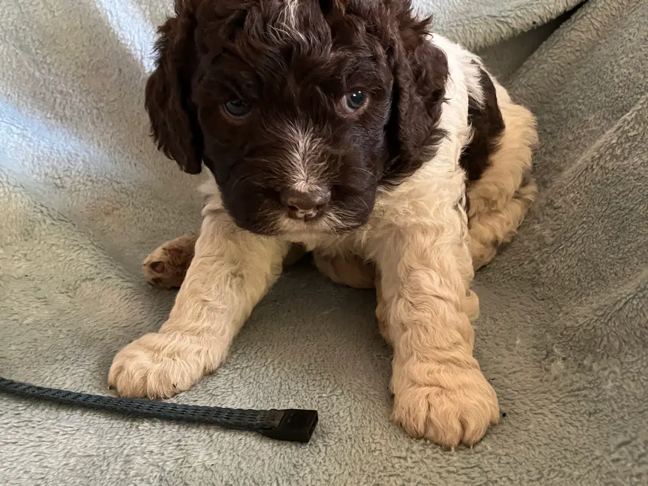 Billede 1 - Kleiner münsterländer/ Lagotto Romagnolo hvalpe 