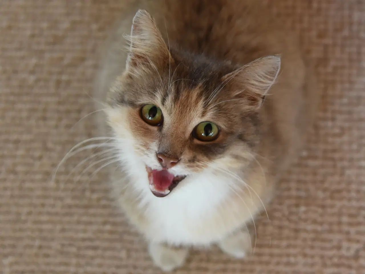 Billede 1 - Fluffy, legesyg kat søger et kærligt hjem