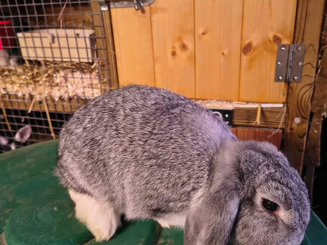 Billede 1 - Dværg vædder