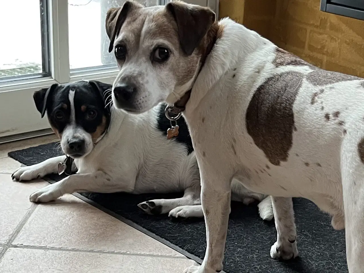 Billede 7 - Tre Dansk Svenske Gårdhunde hvalpe sælges