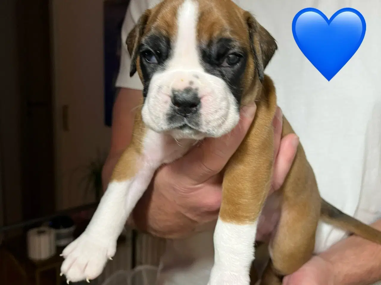 Billede 8 - Skønneste Boxerhvalpe søger nyt hjem