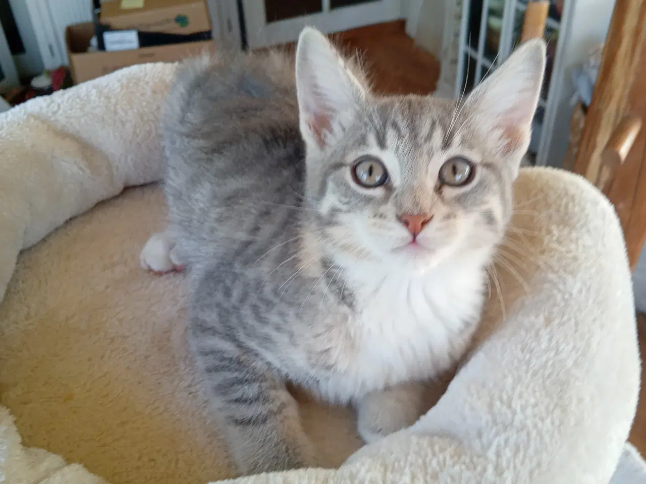 Billede 11 - Maincoon blanding