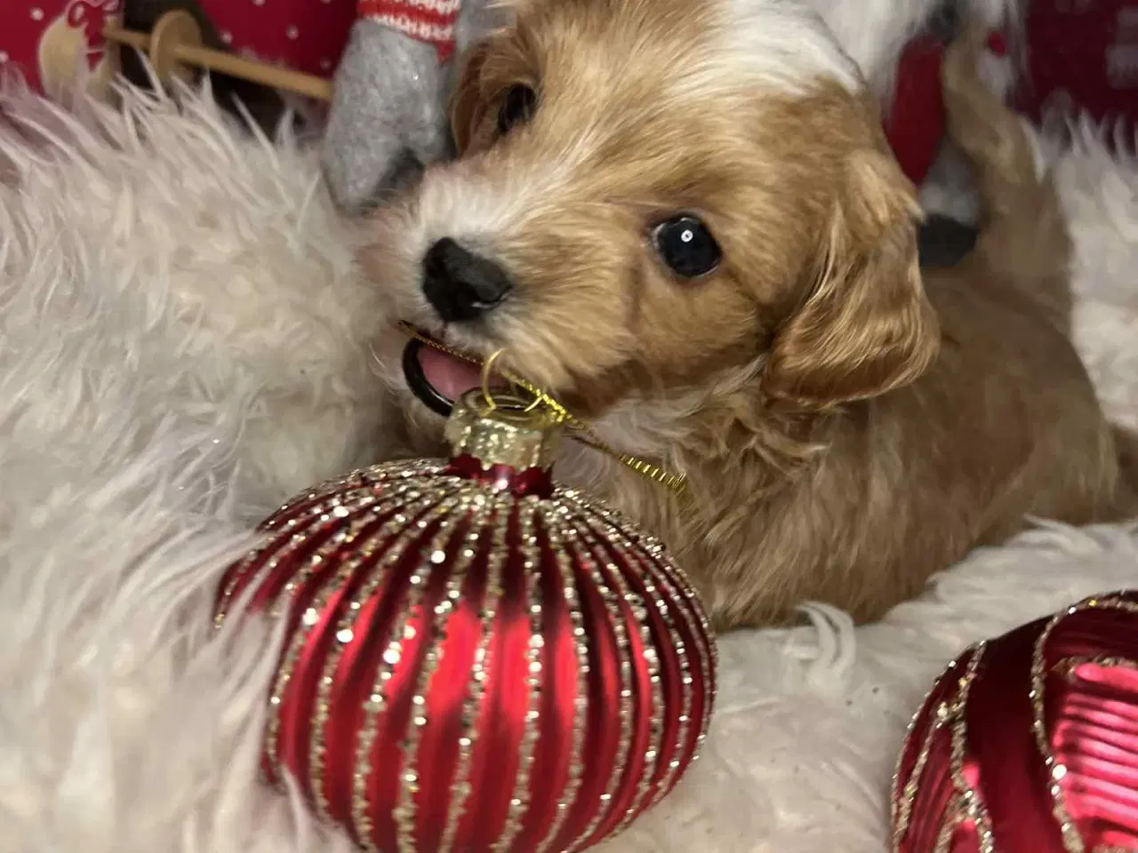 Billede 2 - Maltipoo 