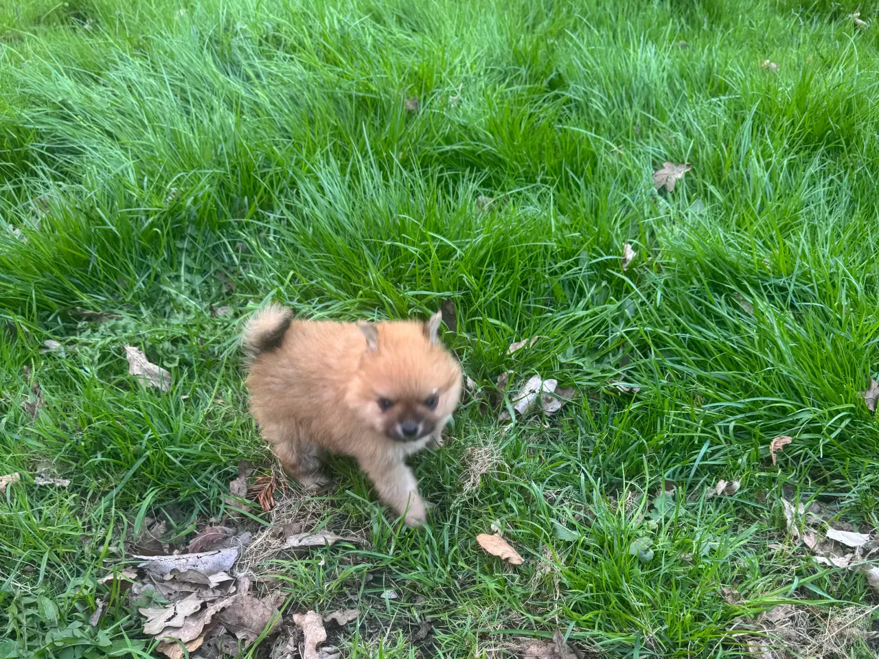 Billede 9 - Pomeranian hvalp