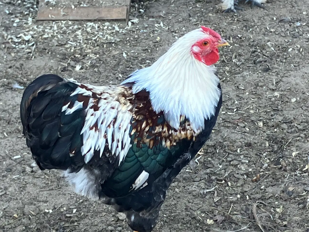 Billede 3 - Laksefarvet 