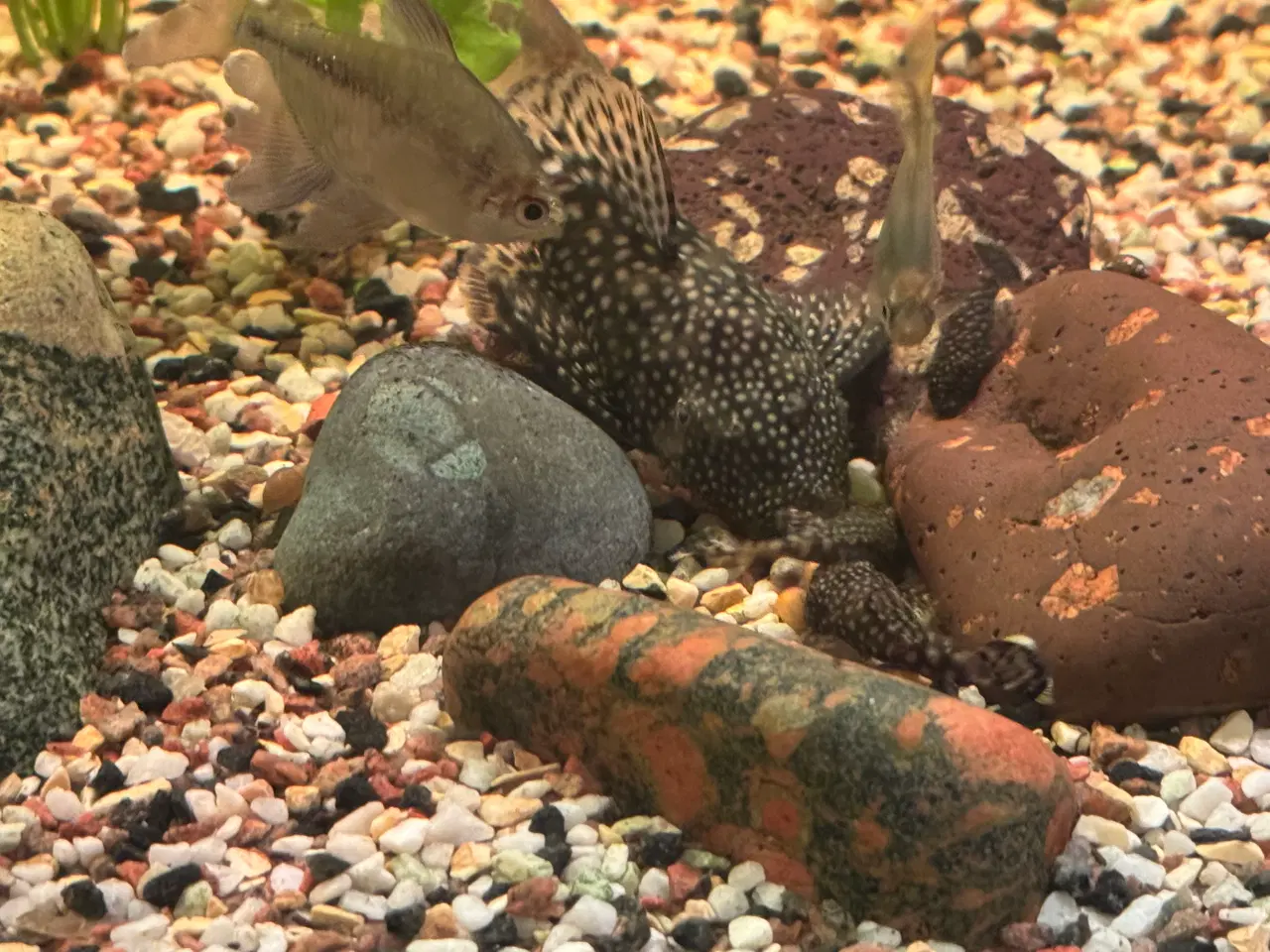 Billede 3 - Livlige ancistrus maller