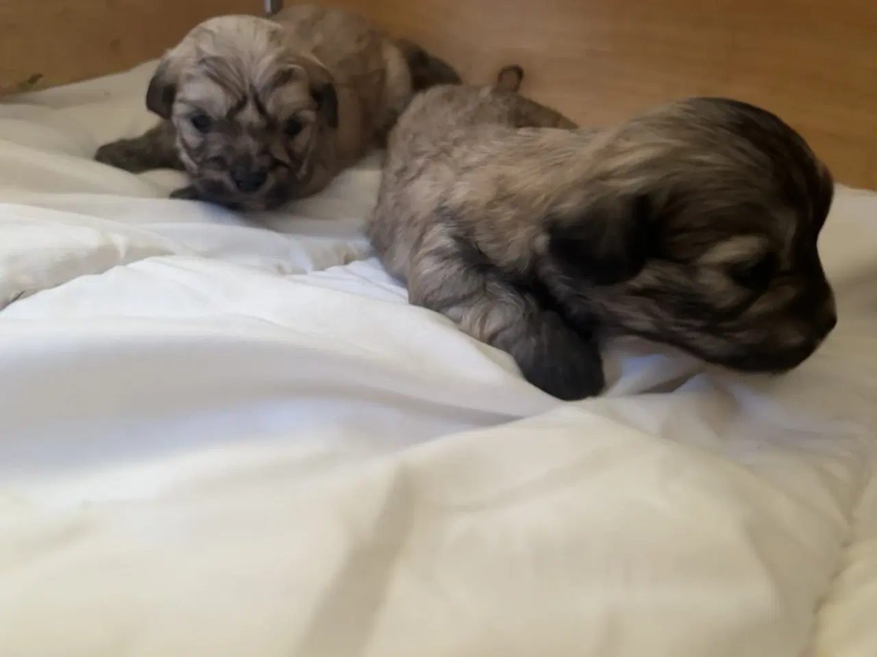 Billede 11 - Små allergivenlige og ikke fældende hundehvalpe