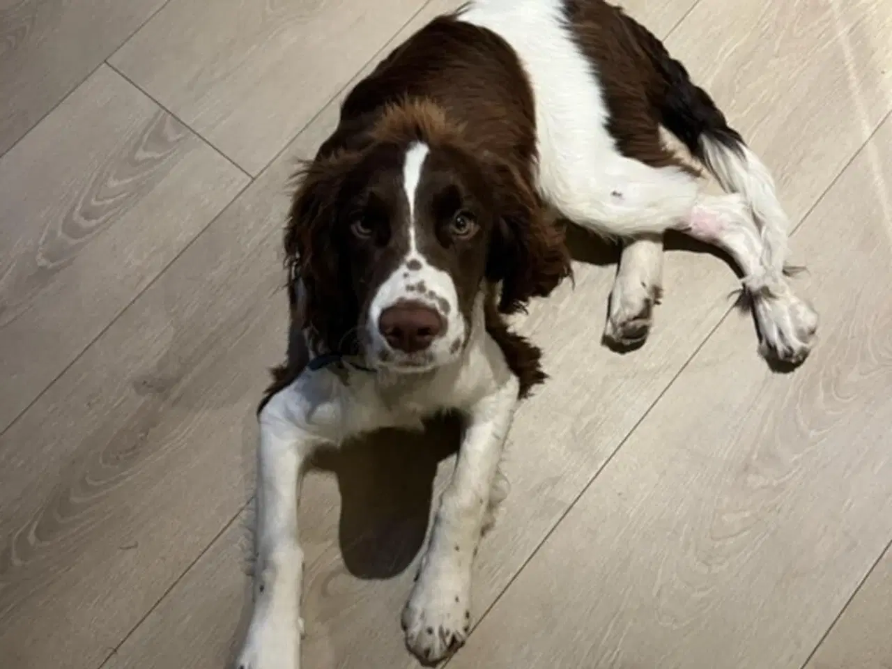 Billede 5 - FT Springer Spaniel hvalpe 