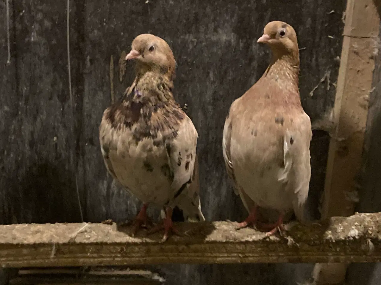 Billede 3 - Til salg 30 portugiser duer