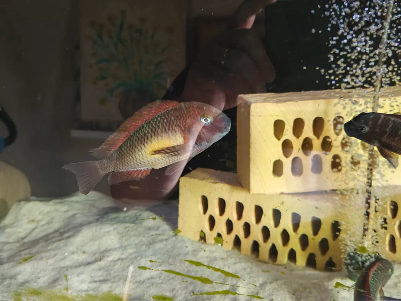 Billede 2 - Tropheus morri Regnbue (kabimbwe) 