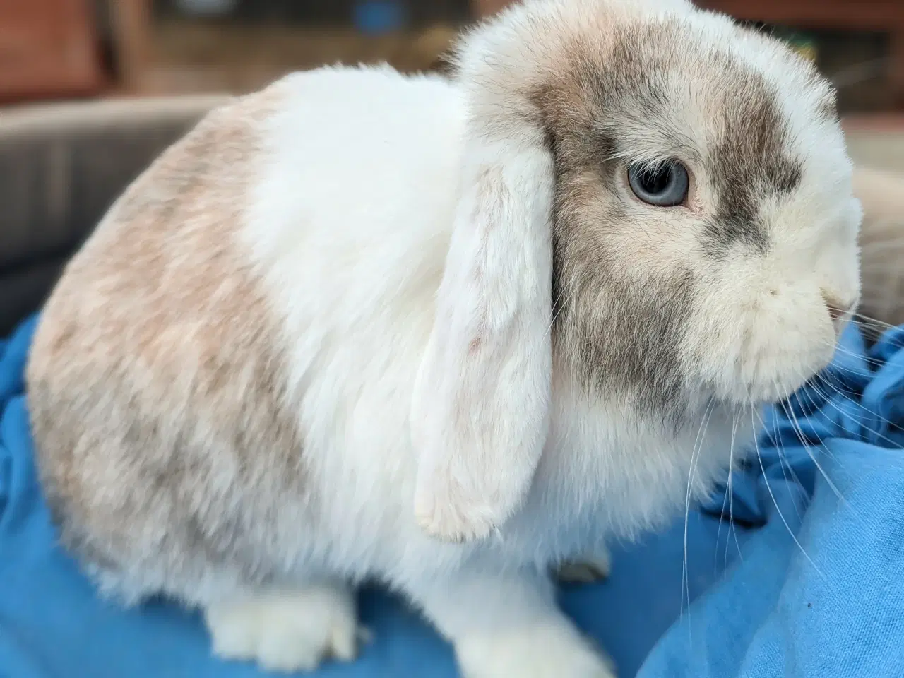 Billede 2 - Minilop kanin