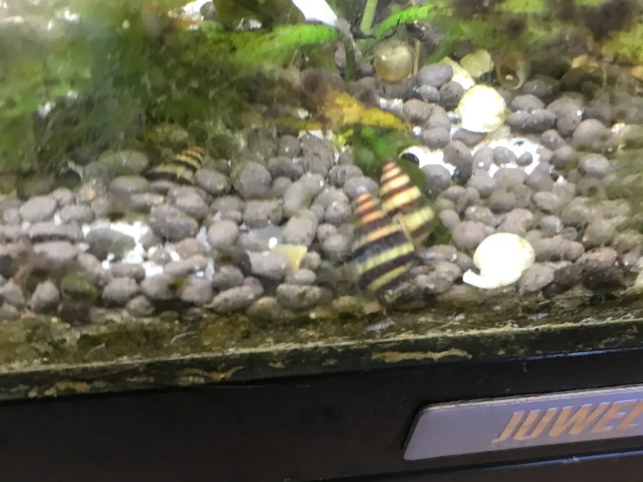 Billede 6 - 🐚 Helena-snegle Premium – 10 stk. | Sendes GLS