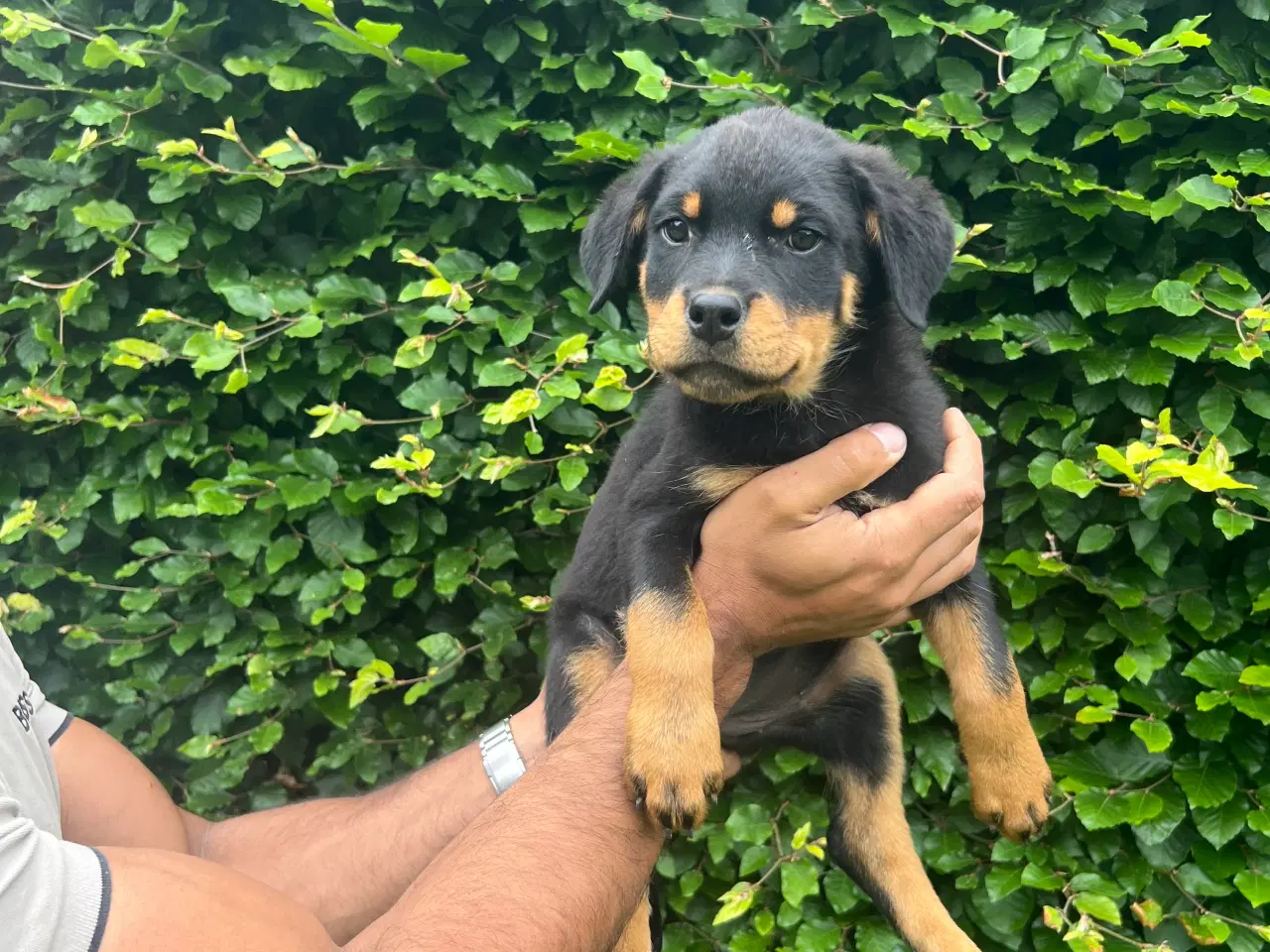 Billede 3 - Rottweiler 