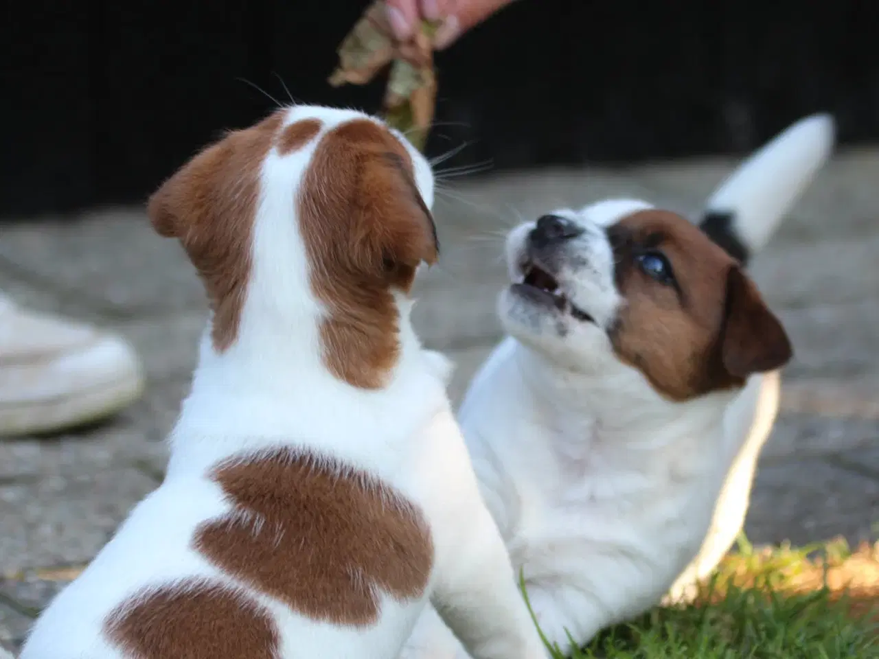 Billede 9 - Ægte Jack Russell terrier hvalpe sælges