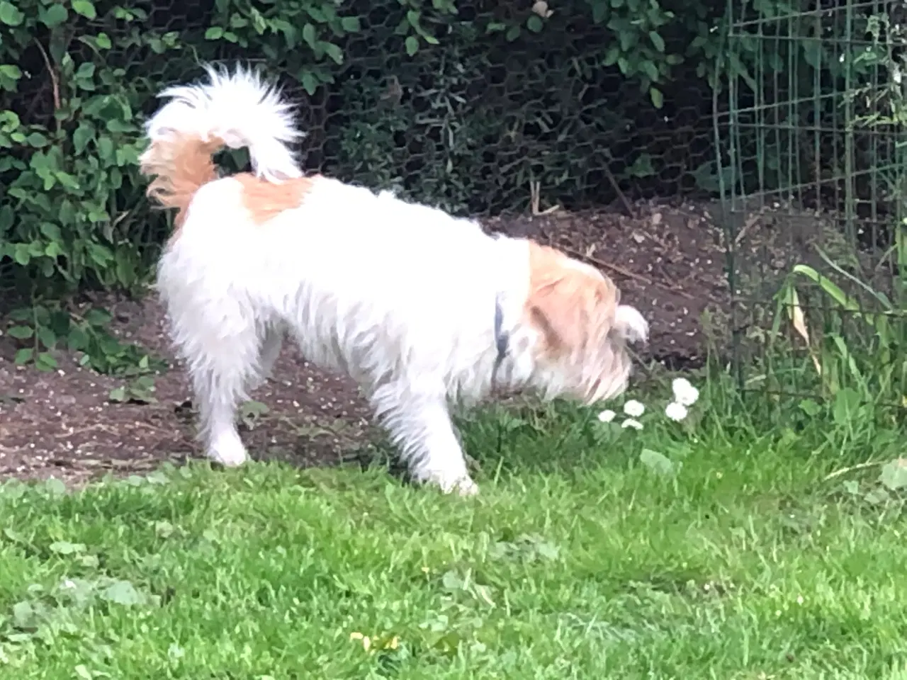 Billede 5 - Jack russel terrier