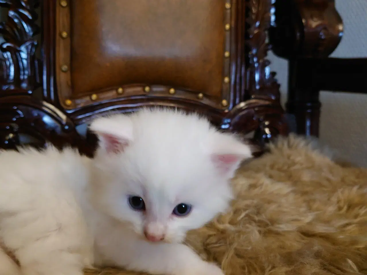 Billede 6 - Maine coon killinger Far med tavle