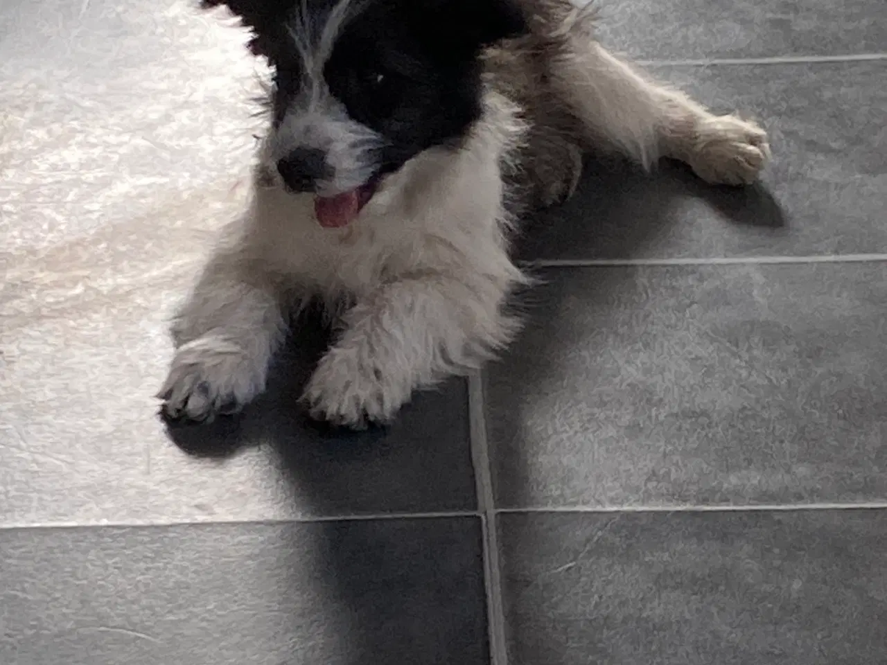 Billede 4 - Border collie / Coton de Tulear Så er vi Klar