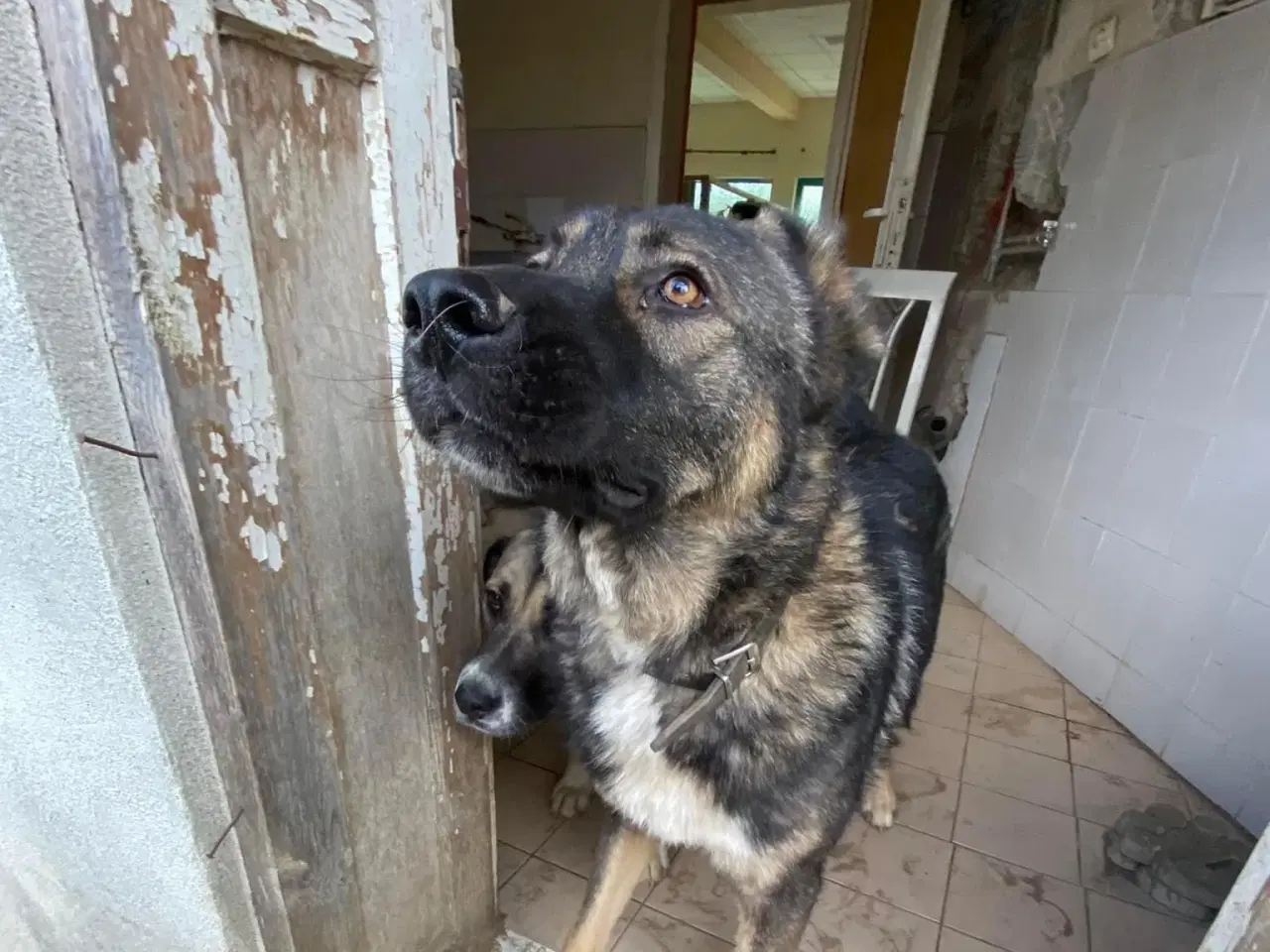 Billede 2 - Tyson søger sin familie!🤎🐾