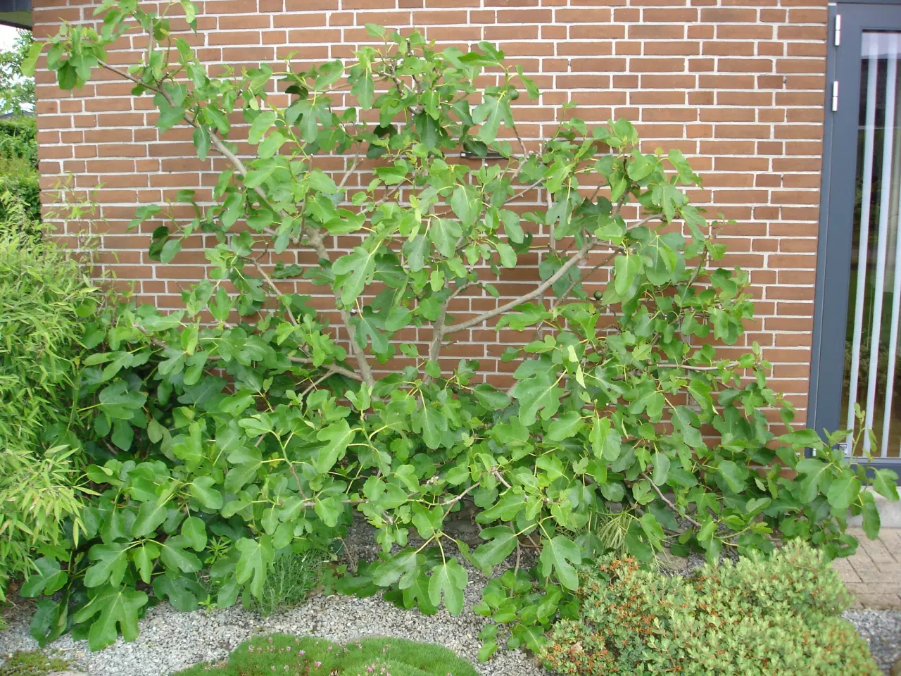 Billede 5 - Figenplanter "Bornholmerfigen"