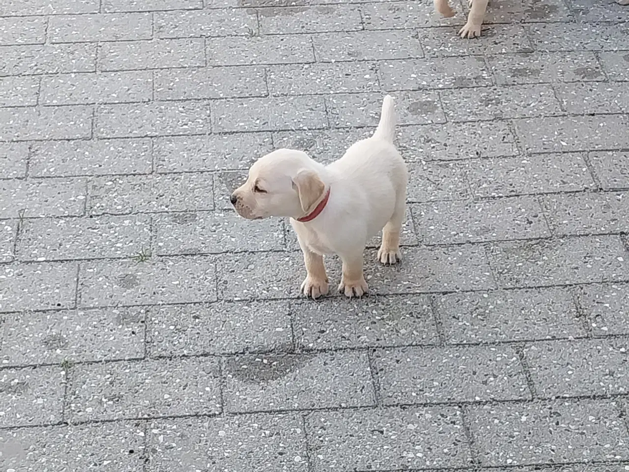 Billede 8 - Gule Labrador hvalpe.